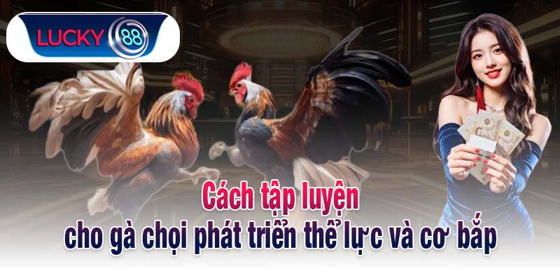 Cách tập luyện cho gà chọi phát triển thể thực và cơ bắp
