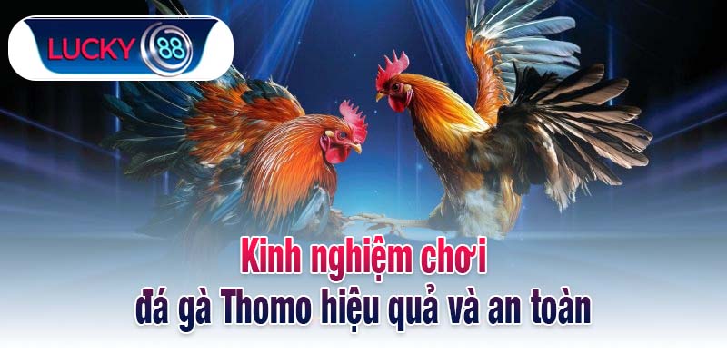 Kinh nghiệm chơi đá gà Thomo hiệu quả và an toàn